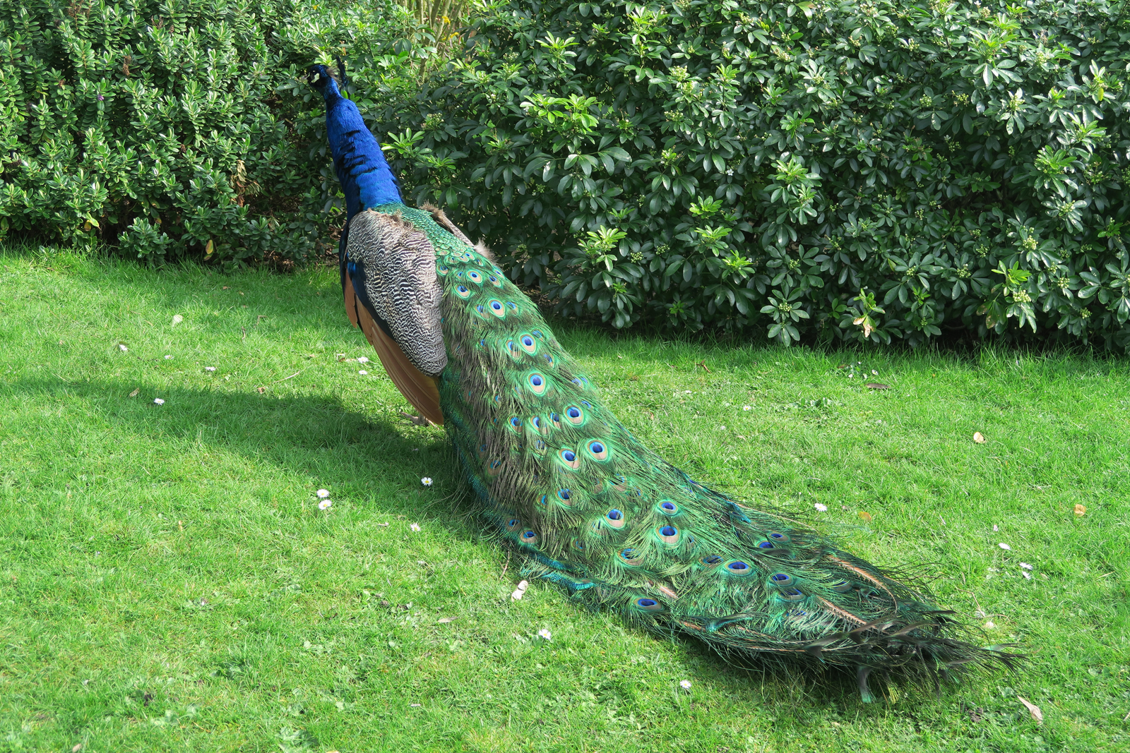 35-Peacock-in-Holland-Park-24_3_17