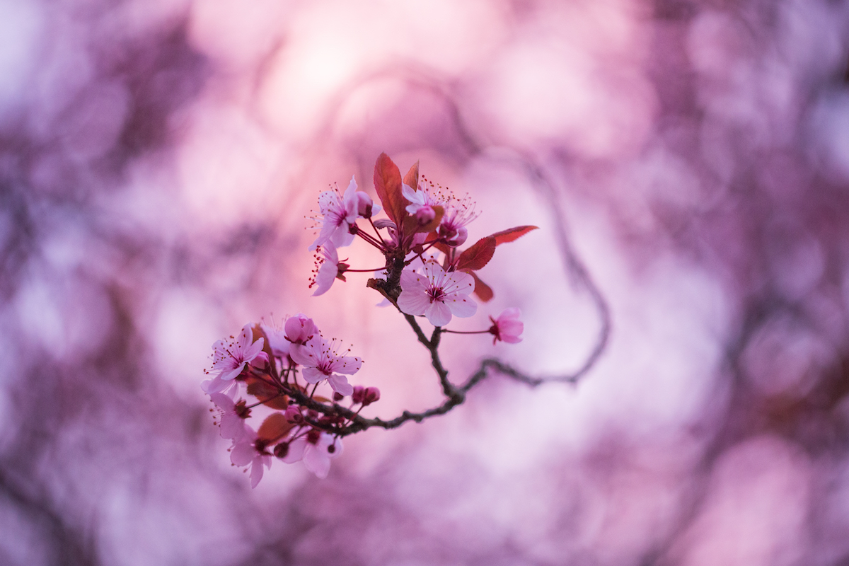 20170317_Hounslow_Brentford_Sakura_in_Brentford