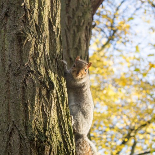 Crystal Palace Squirrel