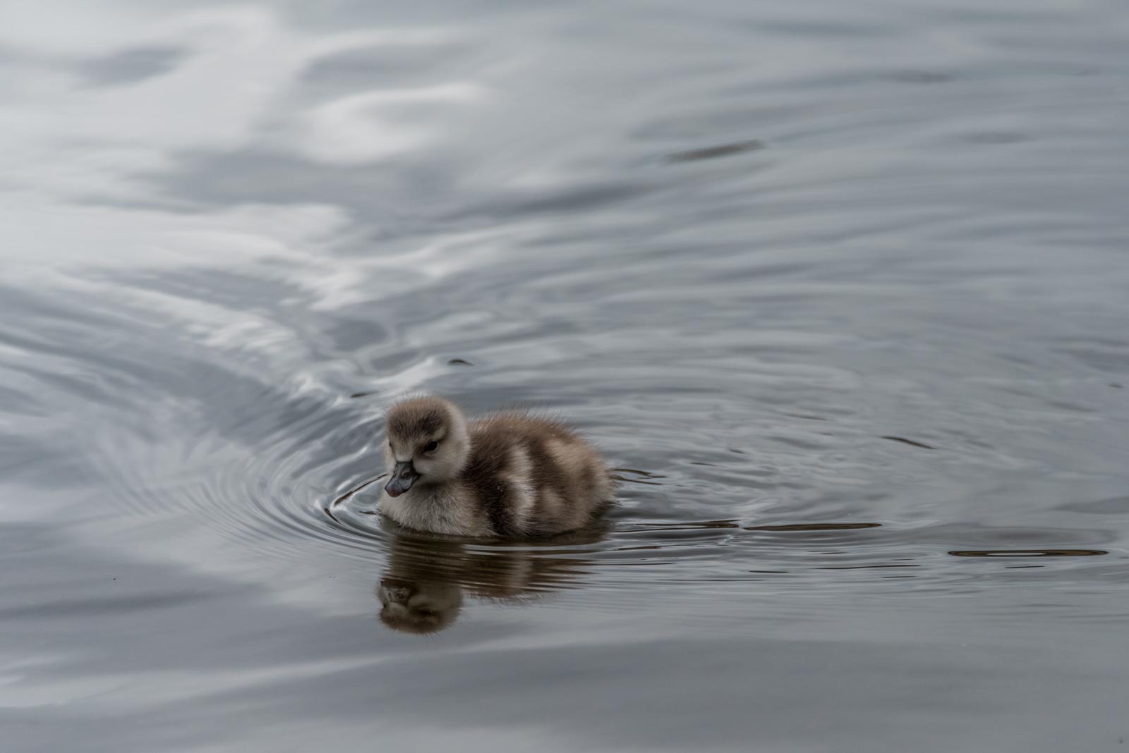 170417_Westminster_HydePark_CuteDuckling