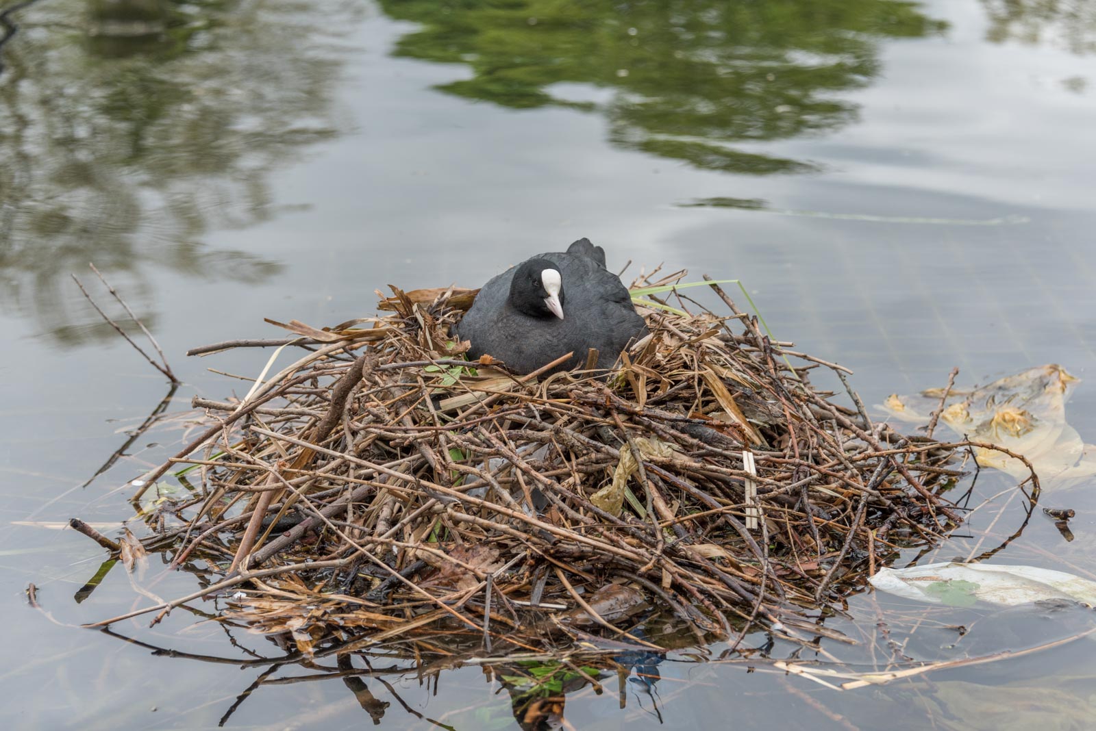 170417_Westminster_HydePark_NestingCoot