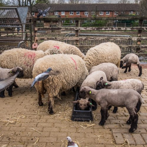 20160413_Southwark_Surrey-Docks-Farm_Sheep-Pidgeons