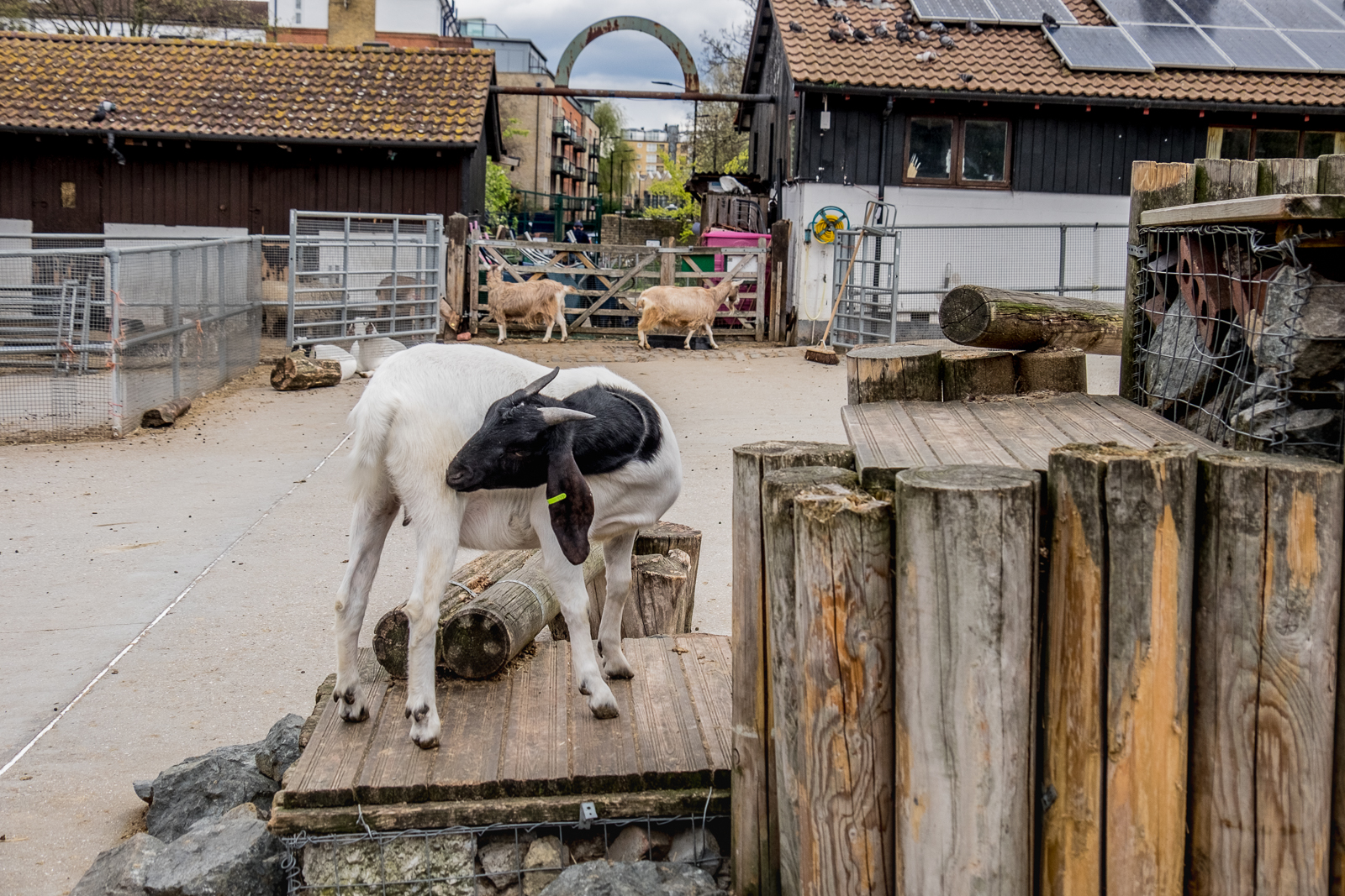 20160425_Southwark_Surrey-Docks-Farm_Goats-at-play