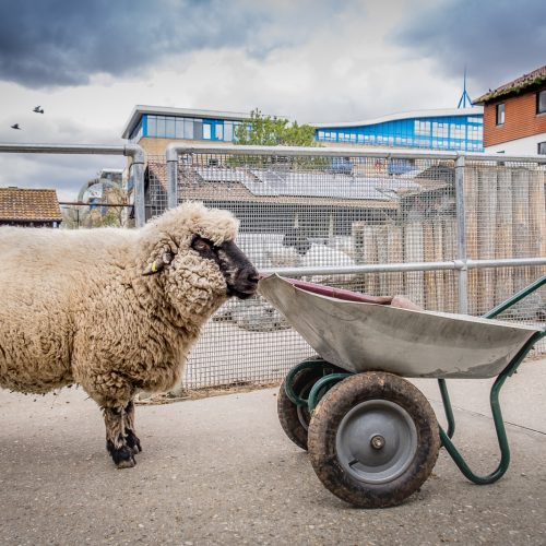 20160425_Southwark_Surrey-Docks-Farm_Sheep-At-Work