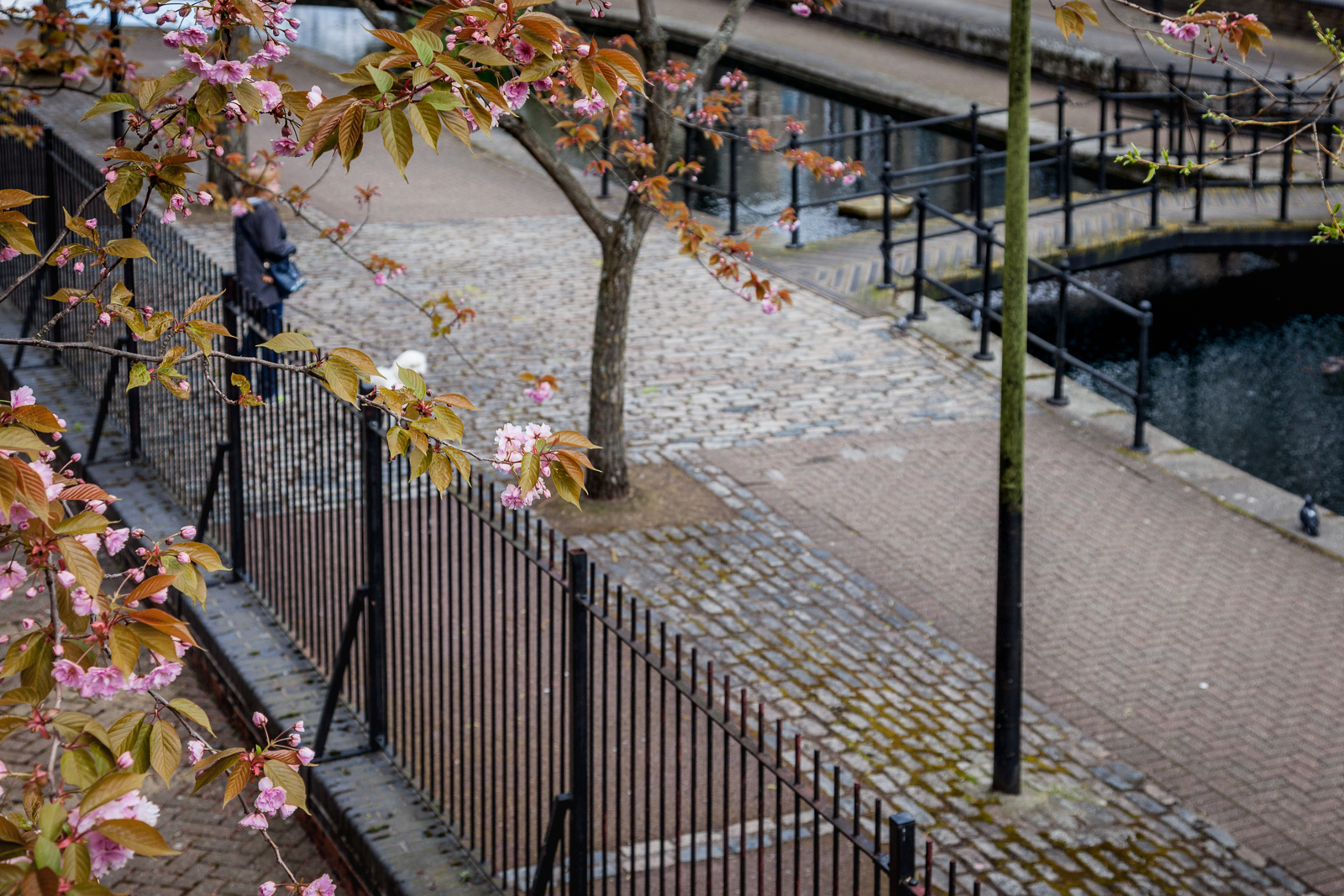 20160426_Southwark_Albion-Channel_Cherry-Blossom
