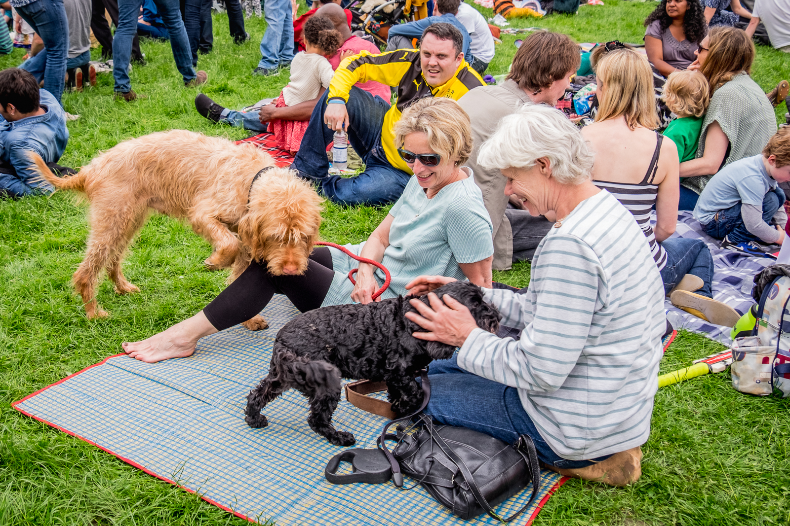 20160604_Lewisham_Hilly-Fields_who-let-the-dogs-out
