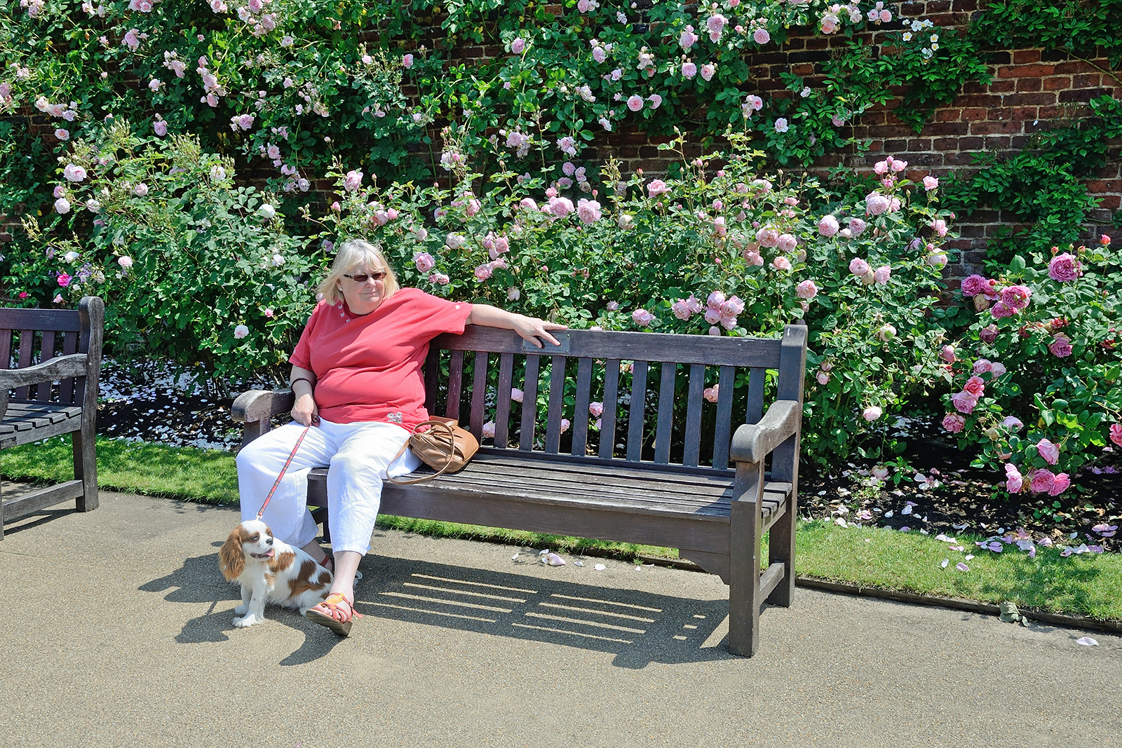 2016069_Richmond_Hampton-Court-Gardens_Enjoying-a-sunny-day-in-the-Rose-Garden