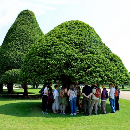 2016069_Richmond_Hampton-Court_Meetings-with-remarkable-trees