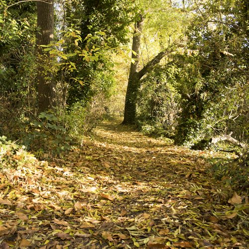 20161111_Bromley_Scadbury-Park-Nature-Reserve_Landscape_Winter_A-leaf-strewn-path