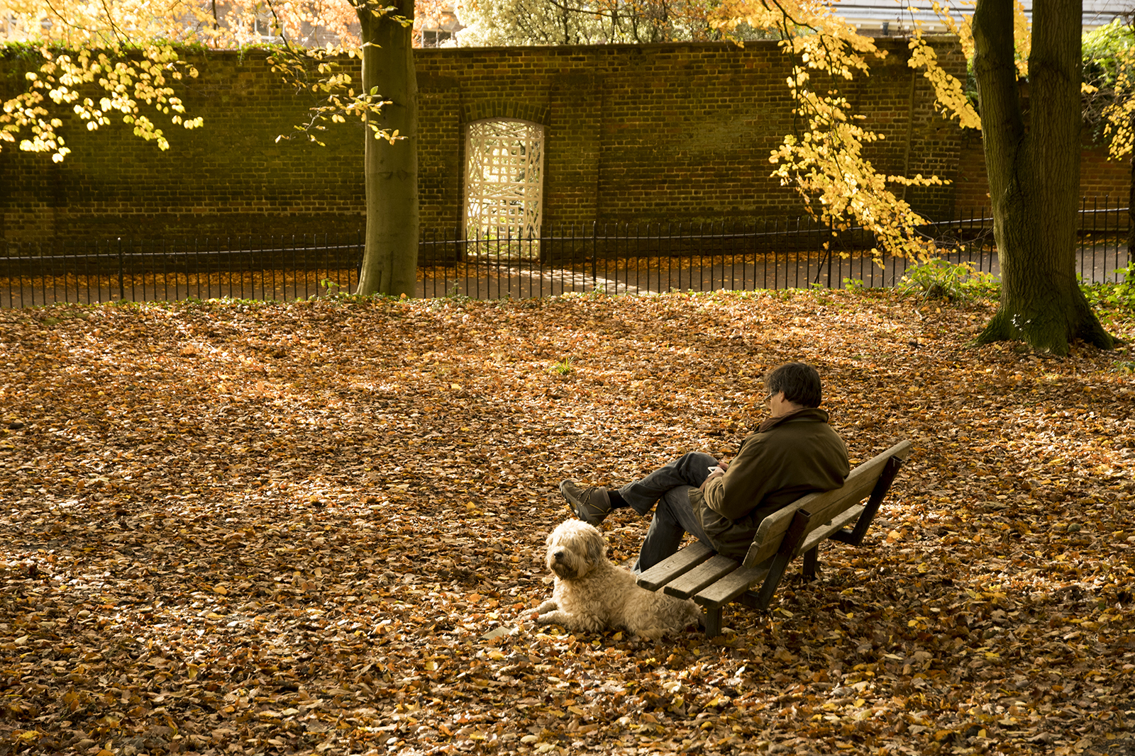 20161116_Barnet_Hampstead-Heath_Landscape_Winter_Dog-looking-out-for-its-owner