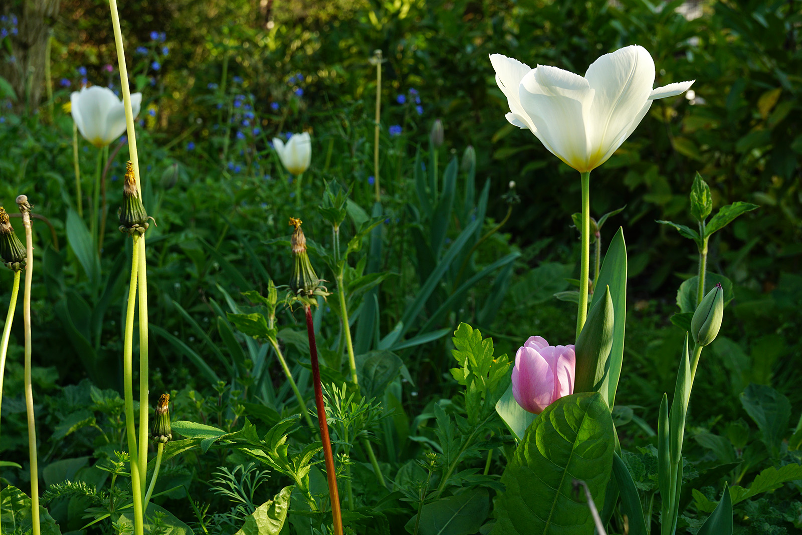 2017-04-06-Camden_Waterlow-Park_Spring_Flora-Tulips