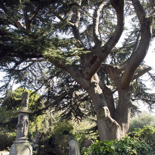 2017-04-08-Brompton-Cemetery-Yew-Tree