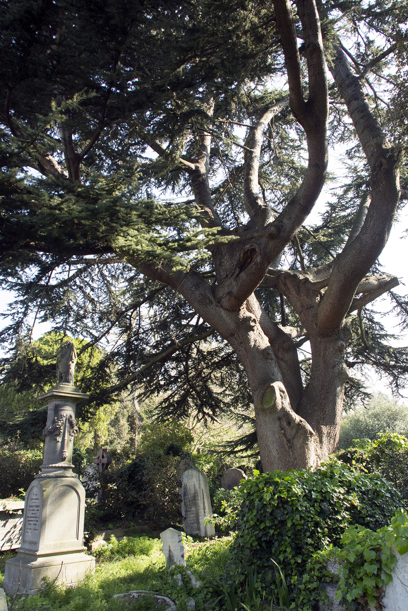 2017-04-08-Brompton-Cemetery-Yew-Tree