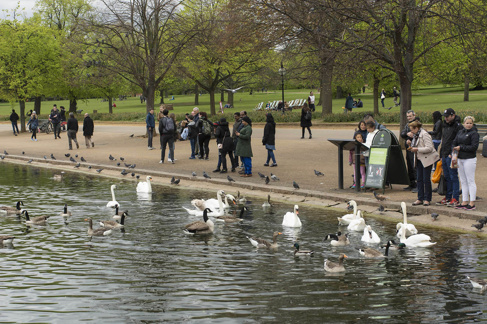 2017-04-17-Hyde-Park_Serpentine_Spring_Fauna-and-People