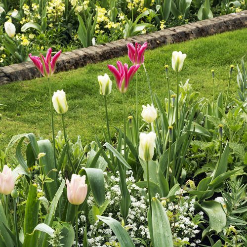 2017-04-17-Kensington-and-Chelsea_Flora_Spring_Detail-Kensington-Palace-Gardens