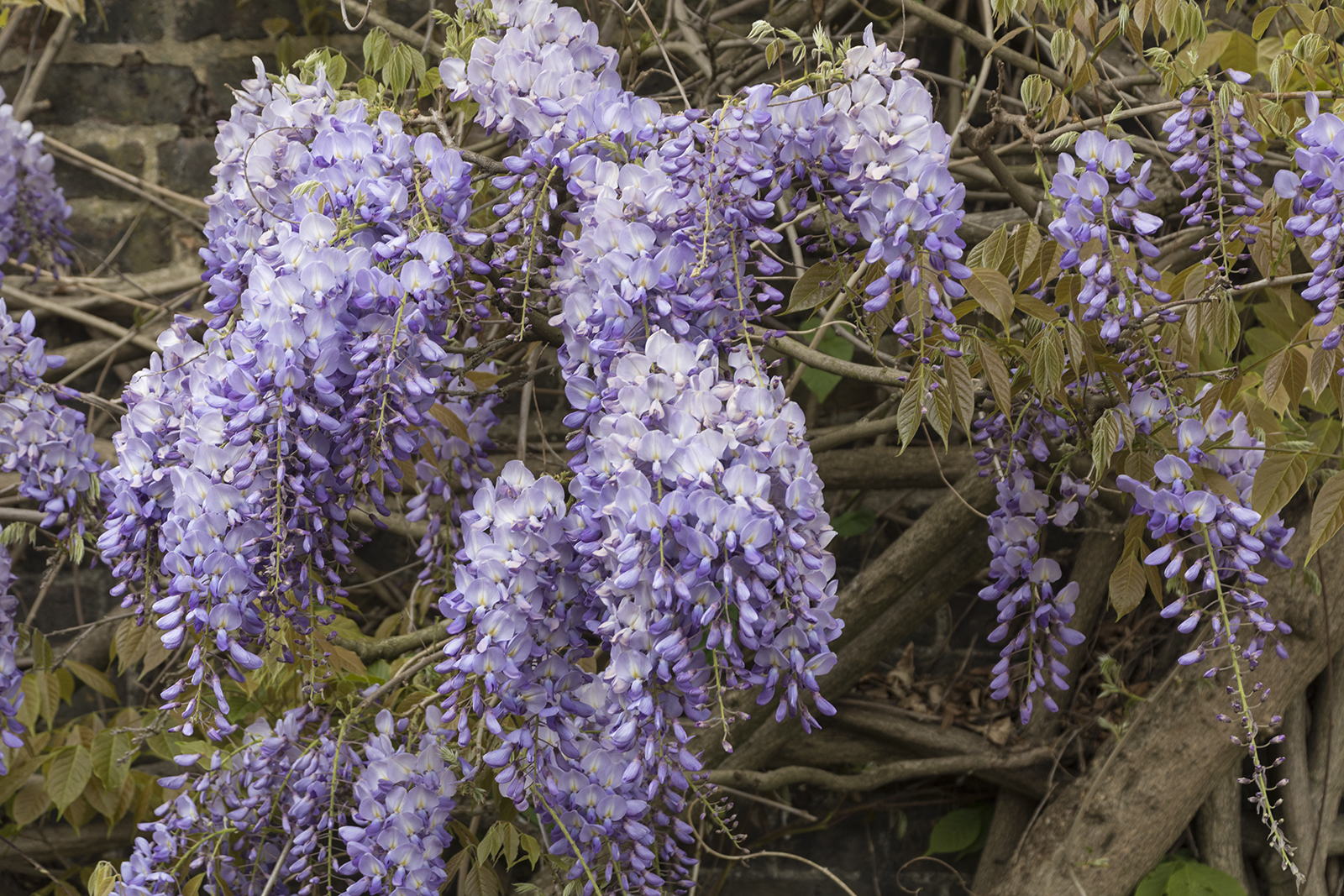 2017-04-17-Kensington-and-Chelsea_Spring_Flora_Holland-Park-Wysteria-2