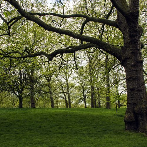 2017-04-17-Westminster_Spring_Flora_Landscape-Green-Park