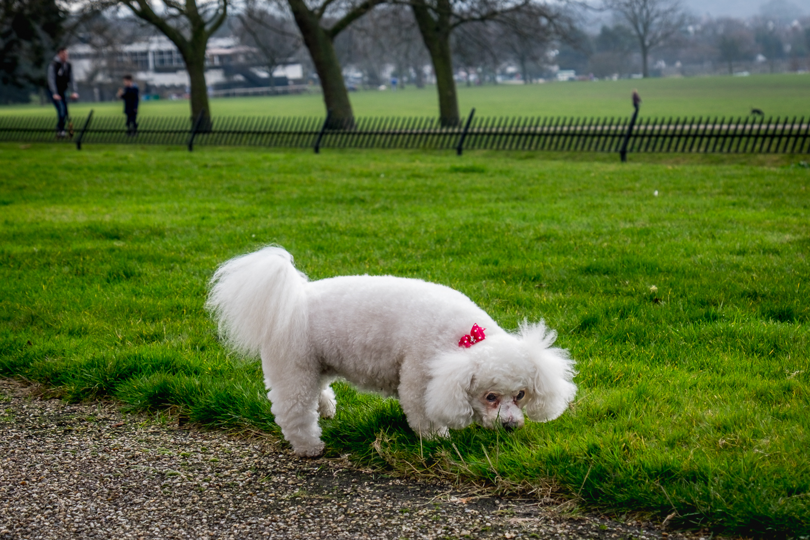 20170215_Bexley_Danson-Park_Red-Ribbon