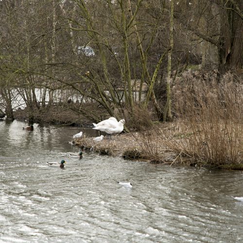 20170223_Richmond_Barnes_Landscape_Winter_Barnes-Pond-even-the-birds-look-cold