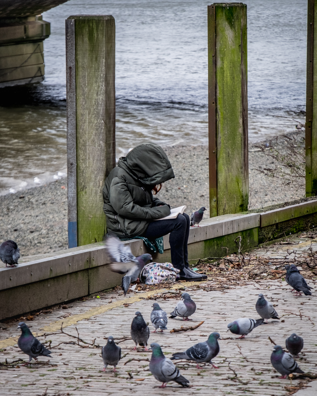 20170223_Wandsworth_Putney-Embankment_Pidgeon-Literacy