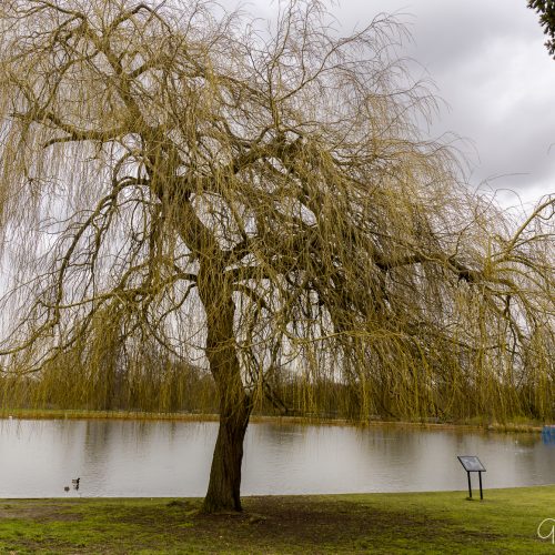 20170301_Enfield_Forty-Hall_Beautiful-Tree-the-Pond