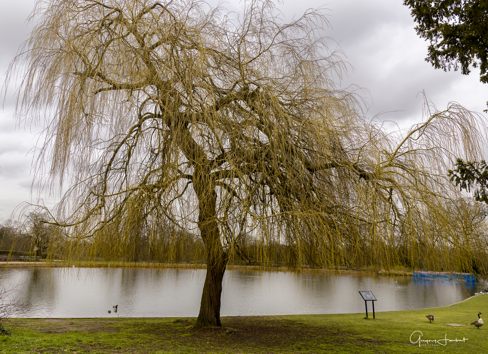 20170301_Enfield_Forty-Hall_Beautiful-Tree-the-Pond