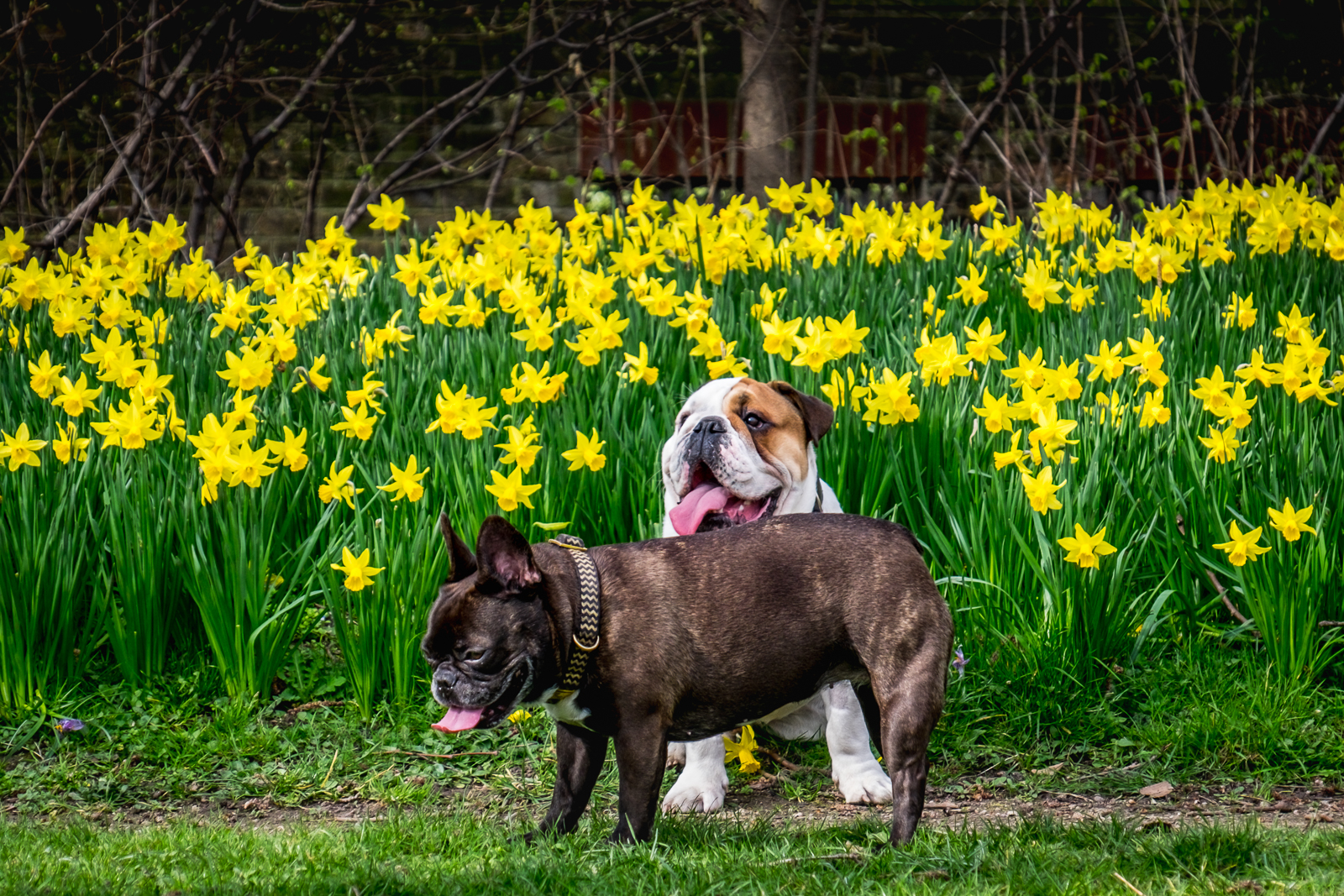 20170311_Tower-Hamlets_Ropemakers-Field_Daffodils-are-for-dogs-too