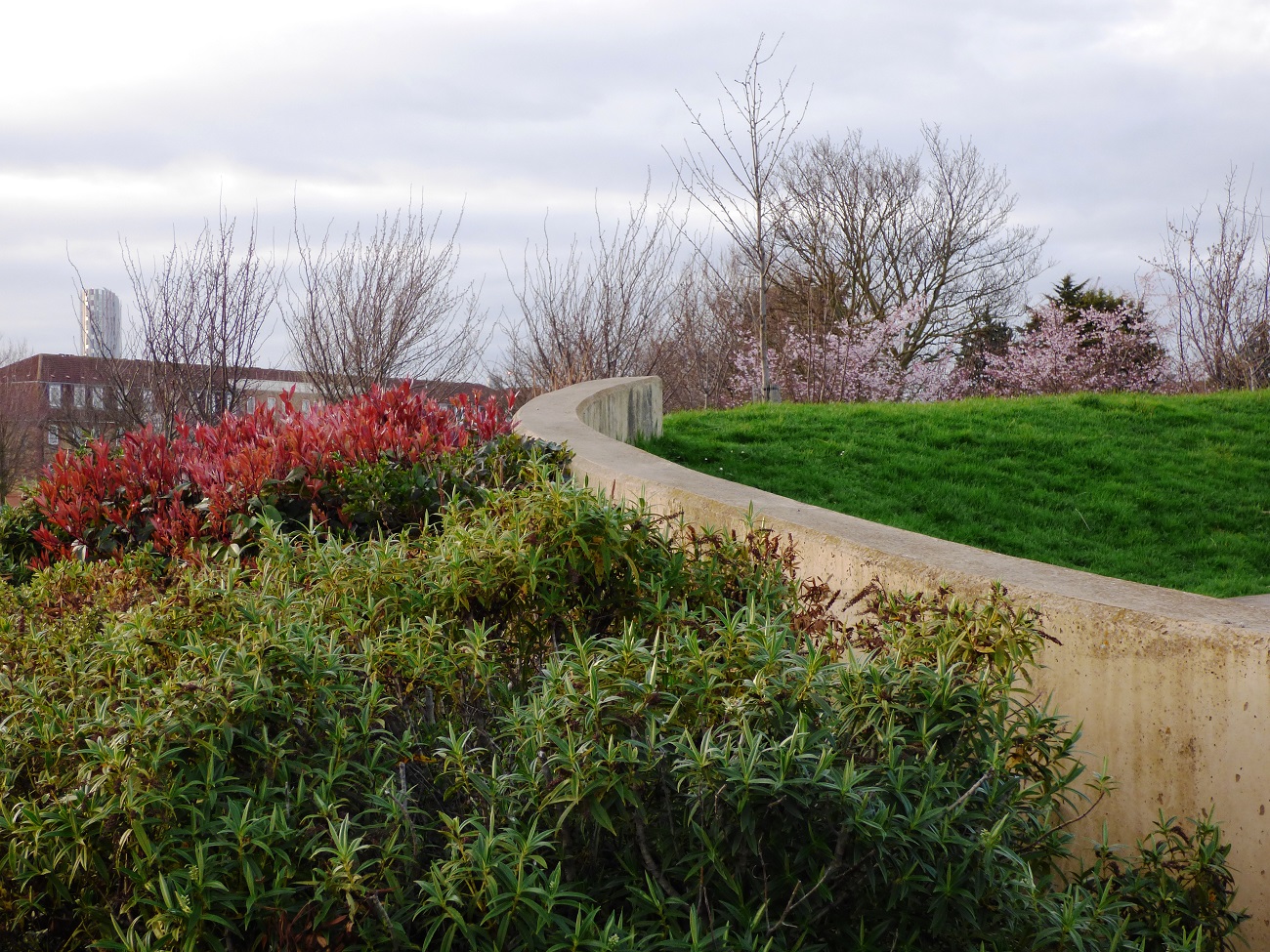 20170313_Newham_Memorial-Recreation-Ground_Shrubs-on-the-hill