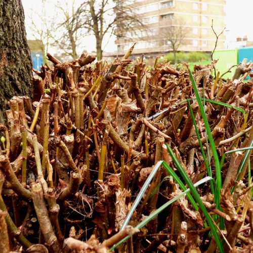 20170320_Tower-Hamlets_Dailing-Way_Sprouting-roots