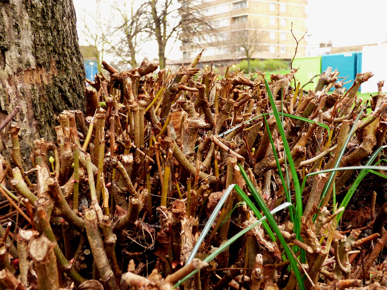 20170320_Tower-Hamlets_Dailing-Way_Sprouting-roots