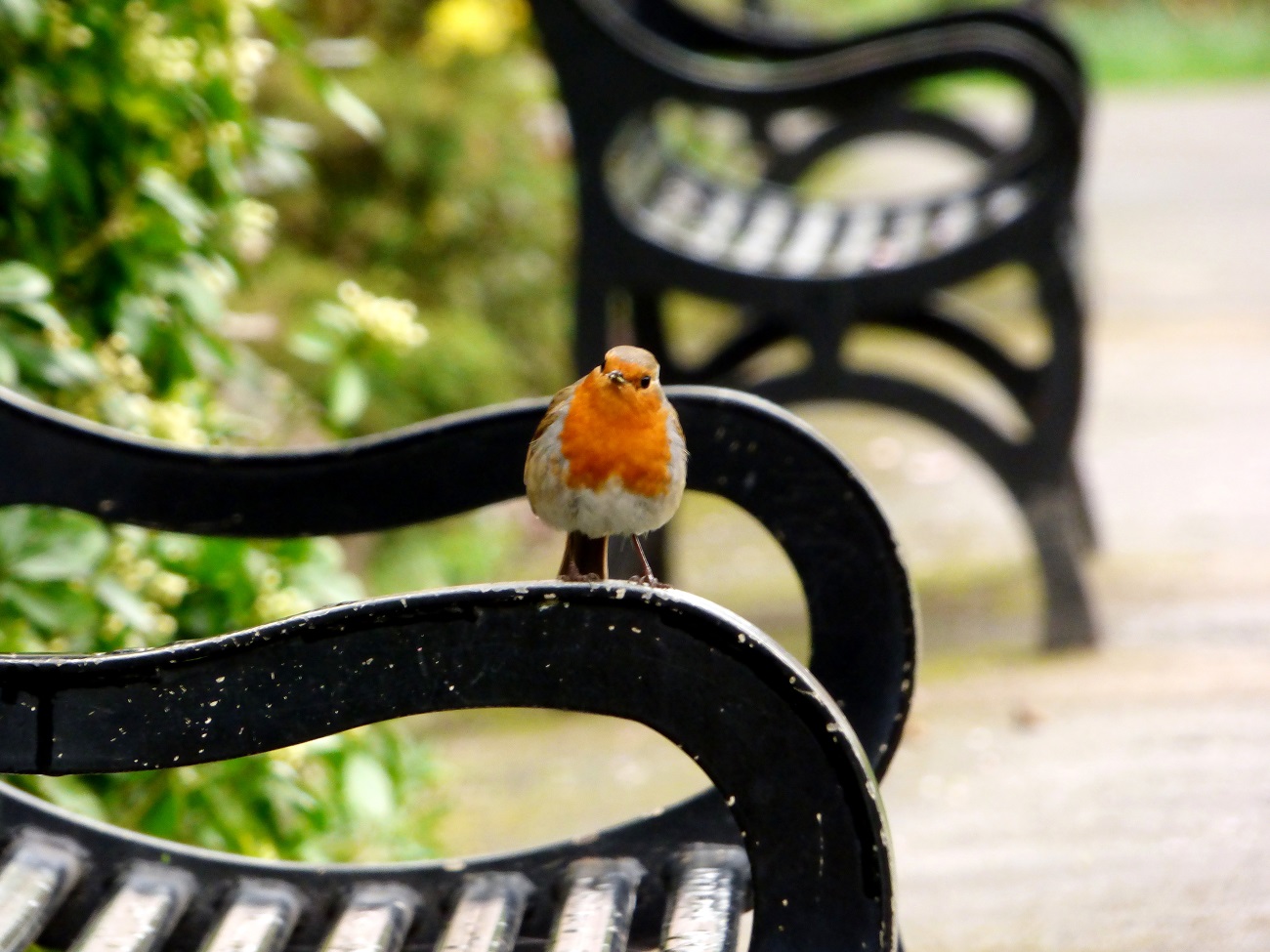 20170320_Tower-Hamlets_Grove-Hall-Park-Memorial-Garden_Dropping-in-to-say-hello