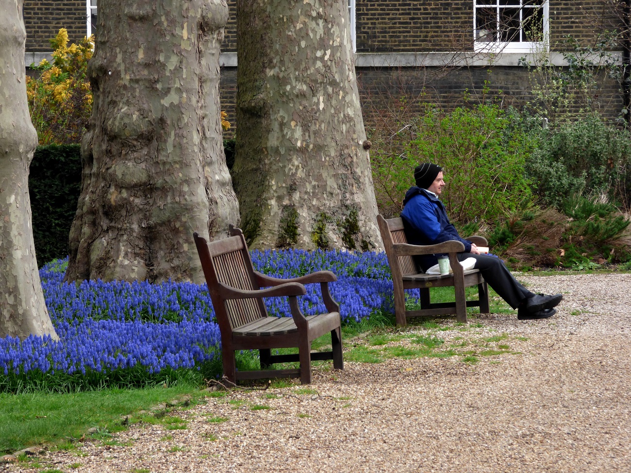 20170323_Camden_Grays-Inn-Gardens_Among-Grape-Hyacinth