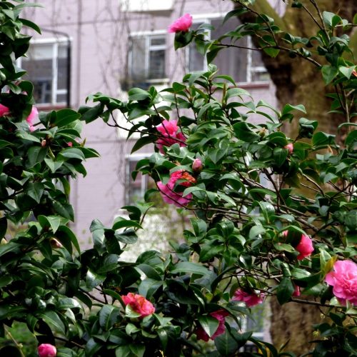 20170323_Camden_Red-Lion-Square-Gardens_Roses-at-red-Lion-Square-Gardens