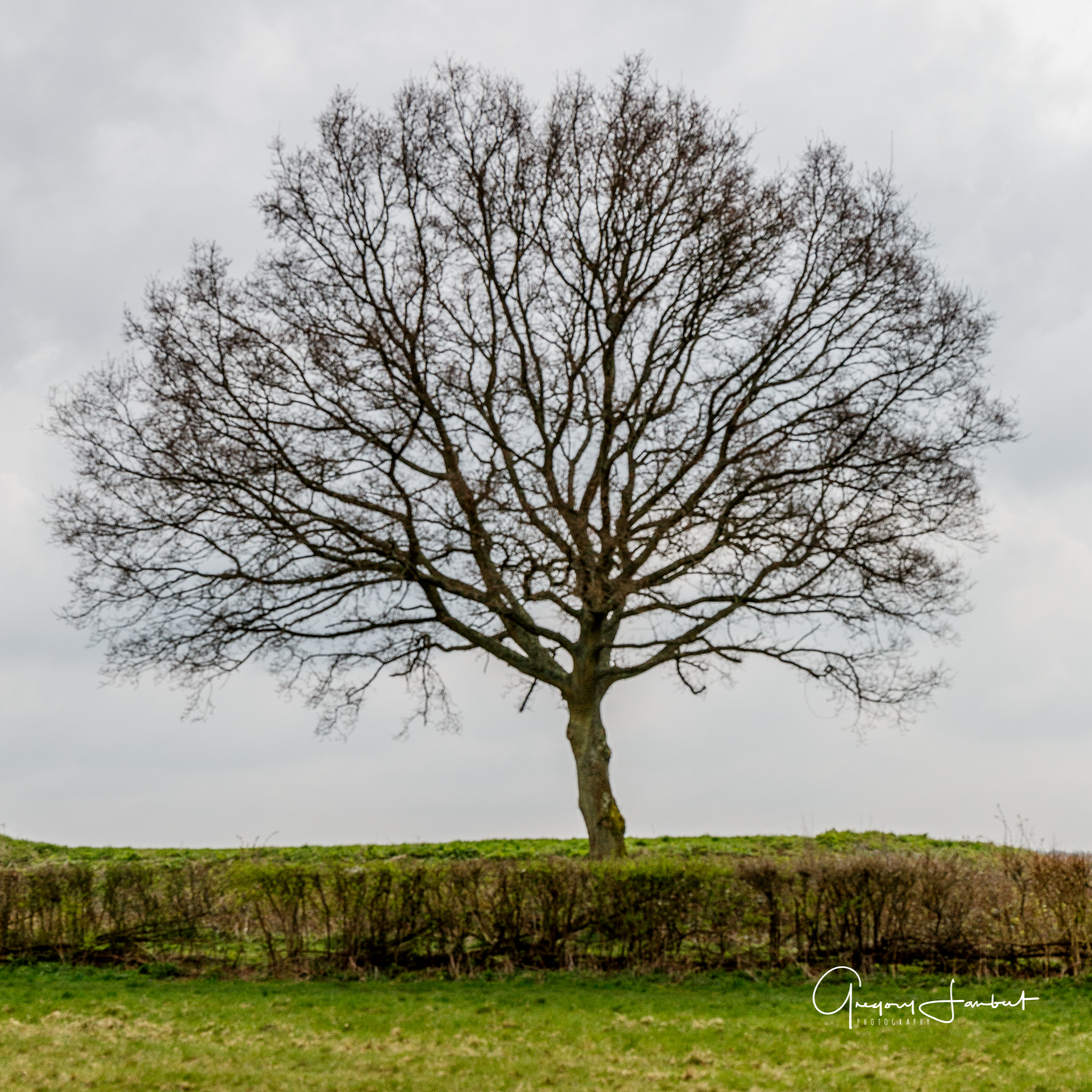 20170323_Croydon_Kenley-Common_The-Lonely-Tree