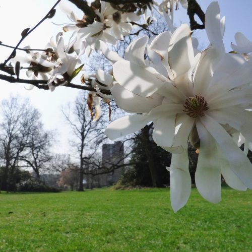 20170327_Bromley_Crystal-Palace-Park_Bloomed-over