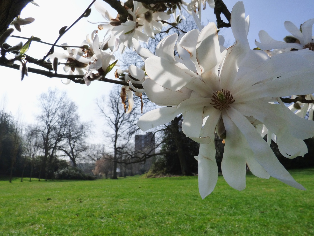 20170327_Bromley_Crystal-Palace-Park_Bloomed-over