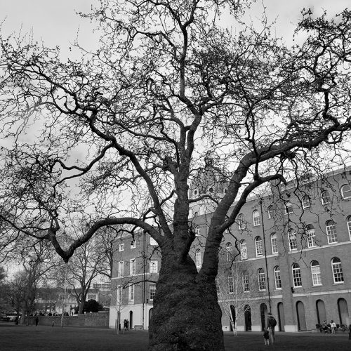 20170401_Southwark_Kennington-Road_Tree-at-back-of-Imperial-War-Museum
