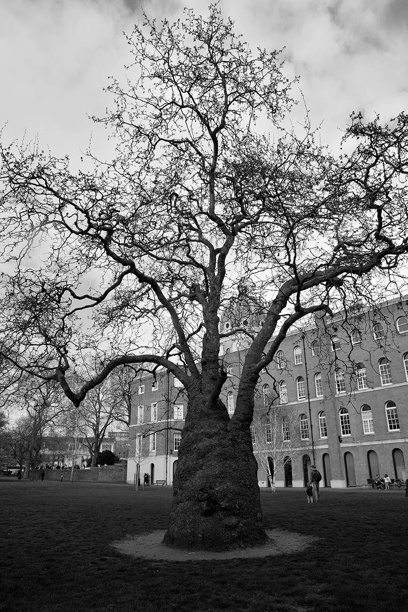 20170401_Southwark_Kennington-Road_Tree-at-back-of-Imperial-War-Museum