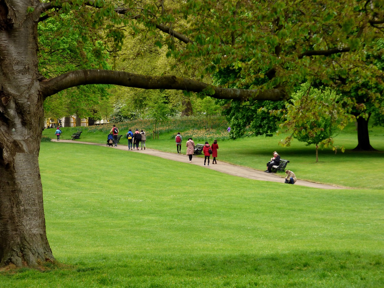 20170407_Westminster_Green-Park_The-dominant-tree