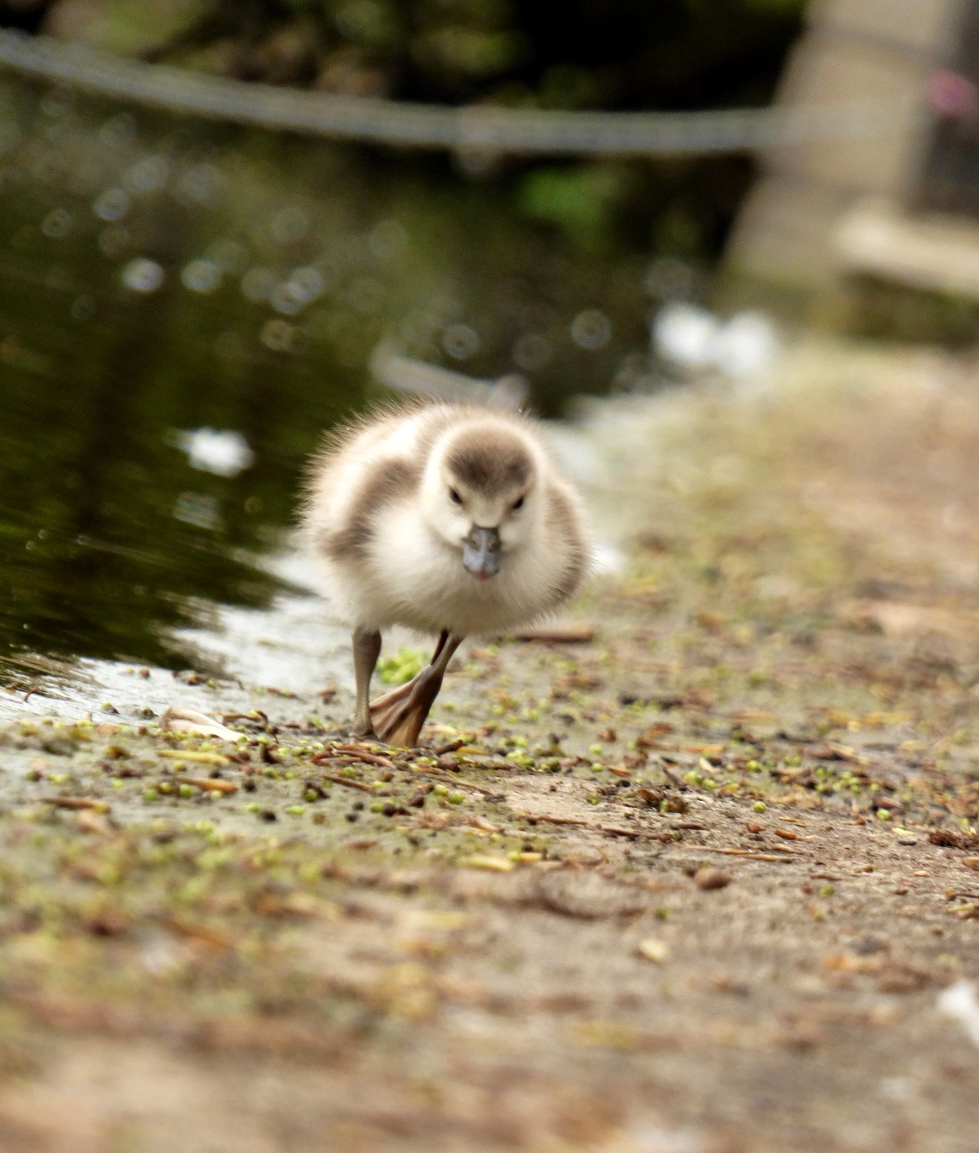 20170407_Westminster_Hyde-Park_Chick-on-the-run