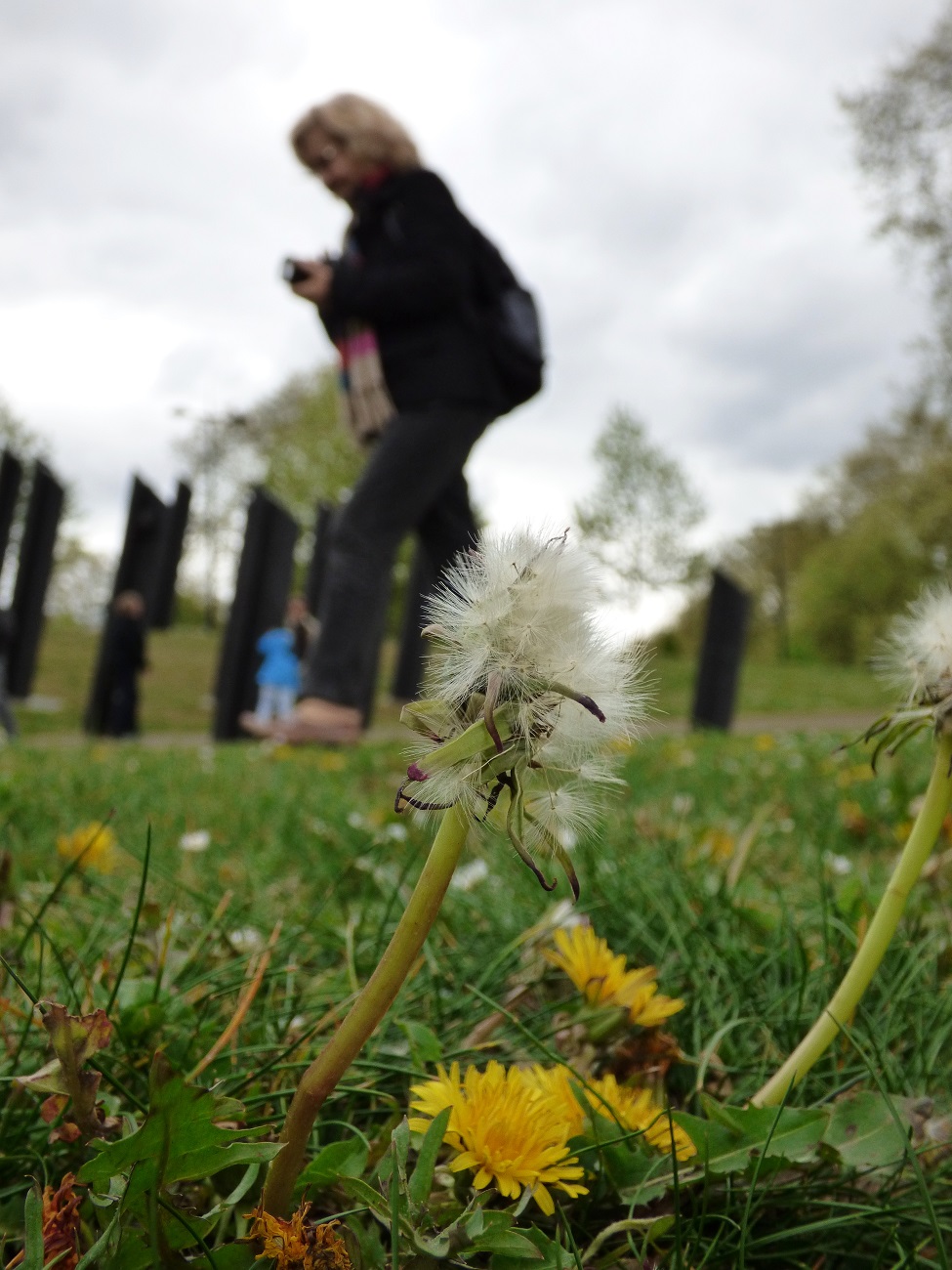 20170407_Westminster_New-Zealand-War-Memorial-Garden_Blown-away