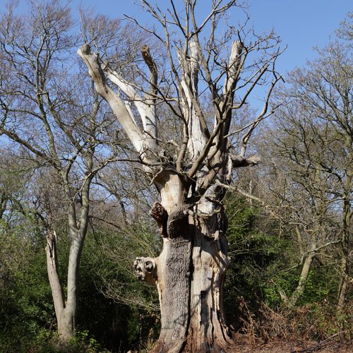 20170408_Bromley_West-Wickham-Common_One-of-the-ancients