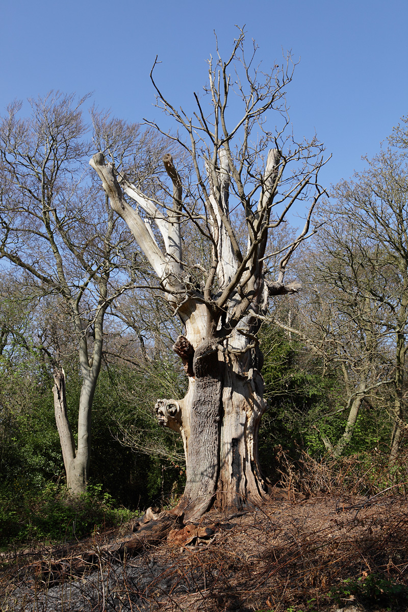 20170408_Bromley_West-Wickham-Common_One-of-the-ancients