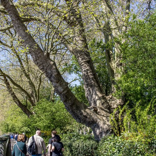 20170409_Hammersmith-and-Fulham_Bishops-Park-The-River-Walk_Plane-tree-there-since-1893