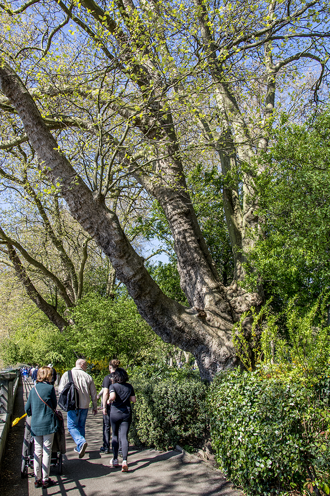 20170409_Hammersmith-and-Fulham_Bishops-Park-The-River-Walk_Plane-tree-there-since-1893