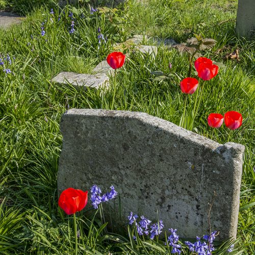 20170409_Hammersmith-and-Fulham_Brompton-Cemetery-_Spring
