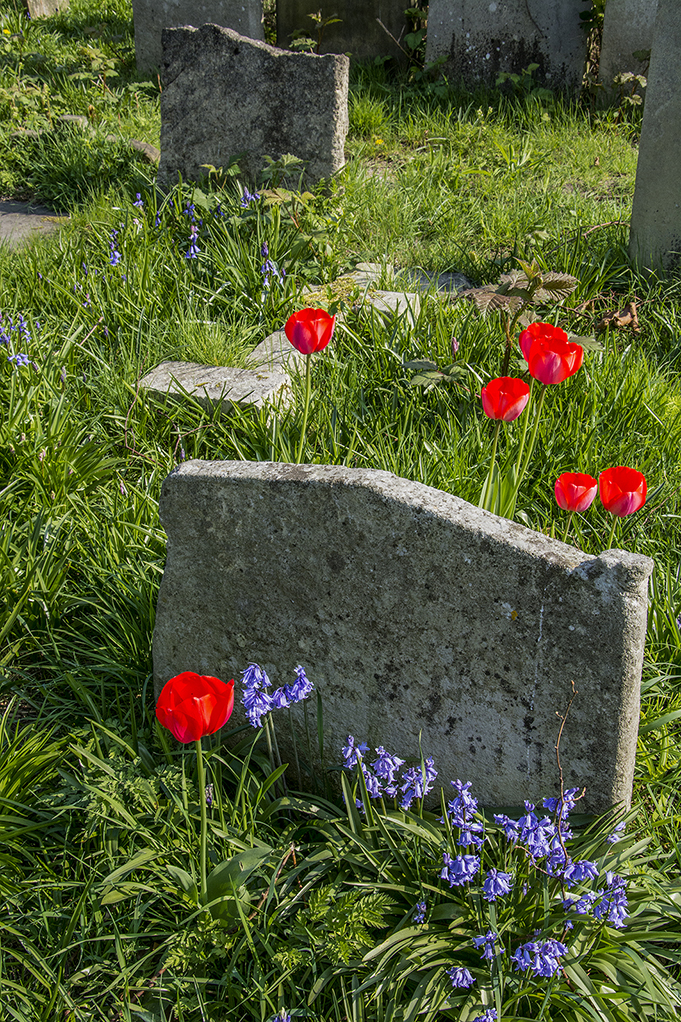 20170409_Hammersmith-and-Fulham_Brompton-Cemetery-_Spring
