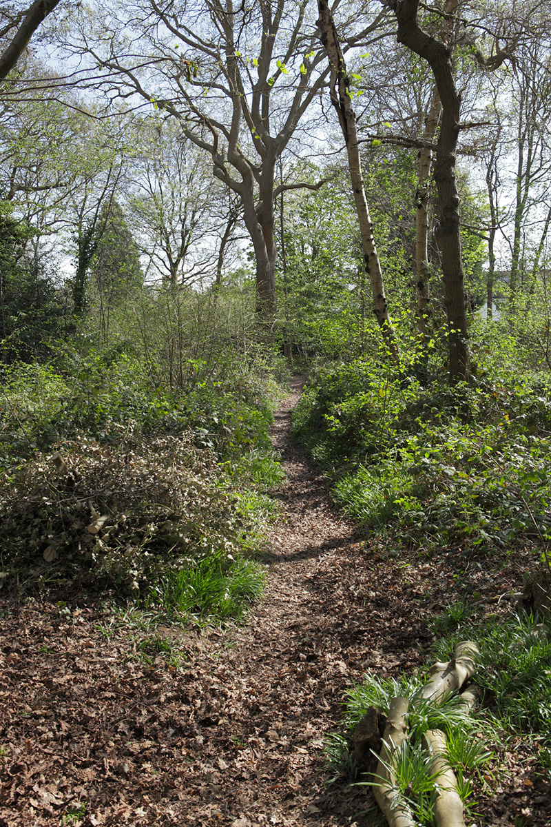20170412_Croydon_Spring-Park-Wood_Path