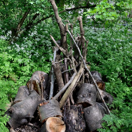 20170415_Camden_Camley-Street-Natural-Park_Logs-from-coppiced-trees