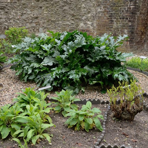 20170416_City-of-London_Monkwell-Square_Medicinal-plants-in-Barber-Surgeons-garden